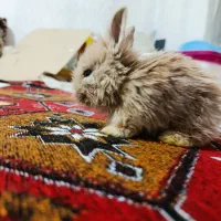 فروشی خرگوش لوپی|موش و خرگوش|تبریز, |دیوار