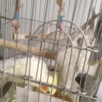 یک جفت عروس هلندی با قفس