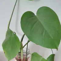 گل طبیعی برای روز مادر فروش و معاوضه|گل و گیاه طبیعی|کرج, حسینآباد|دیوار