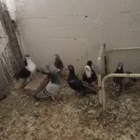 کبوتر نابلد