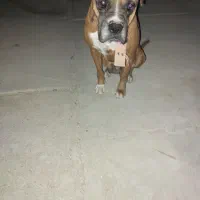 سگ باکسر آمریکایی