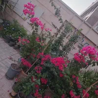 گلهای کاغذی صورتی رنگ بسیار زیبا|گل و گیاه طبیعی|تهران, شهرک آزادی|دیوار