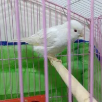 قناری معاوضه با ملنگو