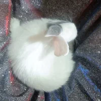 بچه خرگوش|موش و خرگوش|مسجد سلیمان, |دیوار