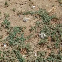 ده-هکتار-زمین-کشاورزی-آبی-محدوده-انبارالوم-با-برق