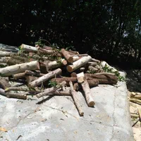 خریدوفروش انواع درخت( اکالیپتوس)مورت صنوبرابریشم|خدمات باغبانی و درختکاری|بهبهان, |دیوار