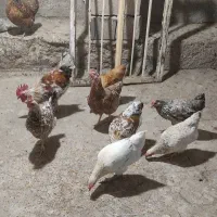 مرغ وخروس