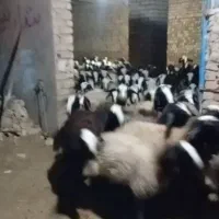تعداد ۱۰۰رس اس آس درجه یک