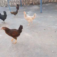 جوجه بالغ|حیوانات مزرعه|ایوان, |دیوار