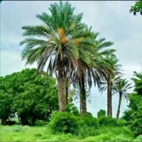 سماور ذغالی برنجی|کلکسیون اشیاء عتیقه|تهران, راه آهن|دیوار