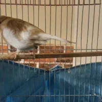 قناری نر و ماده|پرنده|تهران, هاشمی|دیوار