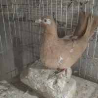 ماده کارل مولیمنز