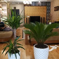 انواع گلهای آپارتمانی لوکس سایه دوست