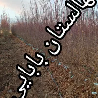 نهالهای سالم و پربار ازنهالستان دارای لیبل معتبر