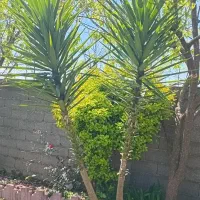 باسلام .گل زیبای یوکافروشی