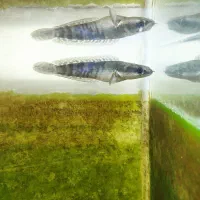 چانا|ماهی|خوی, |دیوار