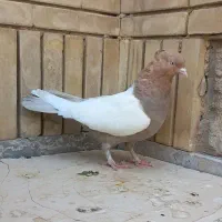 کفتر