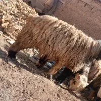 شیشک قوچ|حیوانات مزرعه|شهرکرد, |دیوار