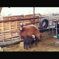 میش درجه یک و جوان