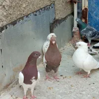 یازده تا کفتر شش نر بقیش ماده