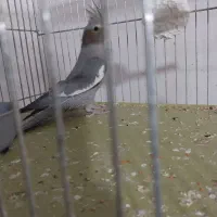 پرنده زینتی