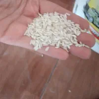 برنج نیم دانه|خوردنی و آشامیدنی|صحنه, |دیوار