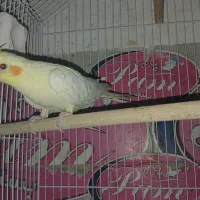 عروس هلندی لوتیونو چش قرمز|پرنده|داران, |دیوار