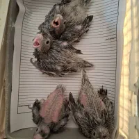 عروس سرلاکی