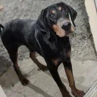 دوبرمن اروپایی نر پوست چرمی|سگ|تهران, تجریش|دیوار