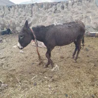 الاغ ماده مخصوص گله