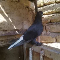 سیاه دم سفید نر|پرنده|فسا, |دیوار