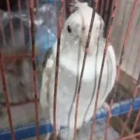 عروس هلندی بندرکنگ دستی