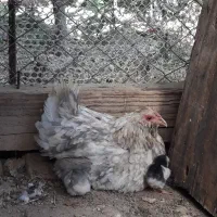 مرغ گلین کرچ با جوجه