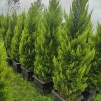 آفریقایی پر طوری رز یاس درختچه گل توری معطر رونده