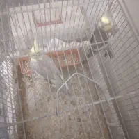 عروس هلندی وکوتوله|پرنده|نجفآباد, مزرعه طالب|دیوار