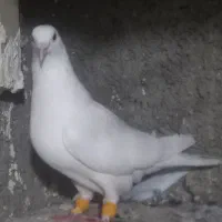 کبوتر ماده سفید