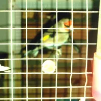 سهره نر|پرنده|کرمان, |دیوار