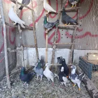 کفتر|پرنده|تاکستان, |دیوار