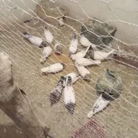 کبوتر کله دار|پرنده|کبودرآهنگ, |دیوار