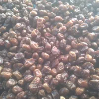 خرمای گنتار کارون|خوردنی و آشامیدنی|اهواز, اسماعیلیه|دیوار