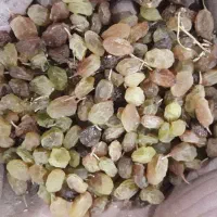 فروش عمده کشمش تیزابی|خوردنی و آشامیدنی|نهاوند, |دیوار