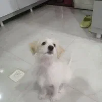 شیتزواشپیتز|سگ|مراغه, |دیوار