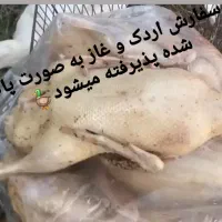 جوجه اردک از ۱ روزه تا ۶ ماهه بالغ|حیوانات مزرعه|آستانه اشرفیه, |دیوار