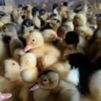 جوجه عمده و تک|حیوانات مزرعه|کرمانشاه, |دیوار