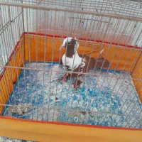 کبوتر ککیلی مایا