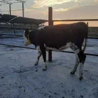 فروش تلیسه سیمنتال|حیوانات مزرعه|بندر ترکمن, |دیوار