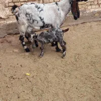 بز پاکستانی زاییده|حیوانات مزرعه|یزد, |دیوار