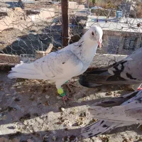 ۳تا گرفتنی|پرنده|سبزوار, رضوی|دیوار