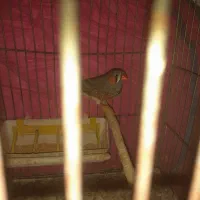 تخم اردک اسراعیلی