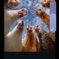 تخم مرغ و مرغ موجود است